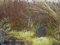 Am Wegesrand