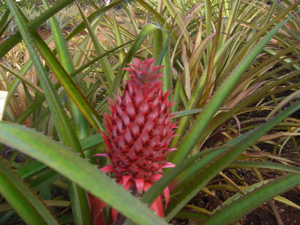 Ananas