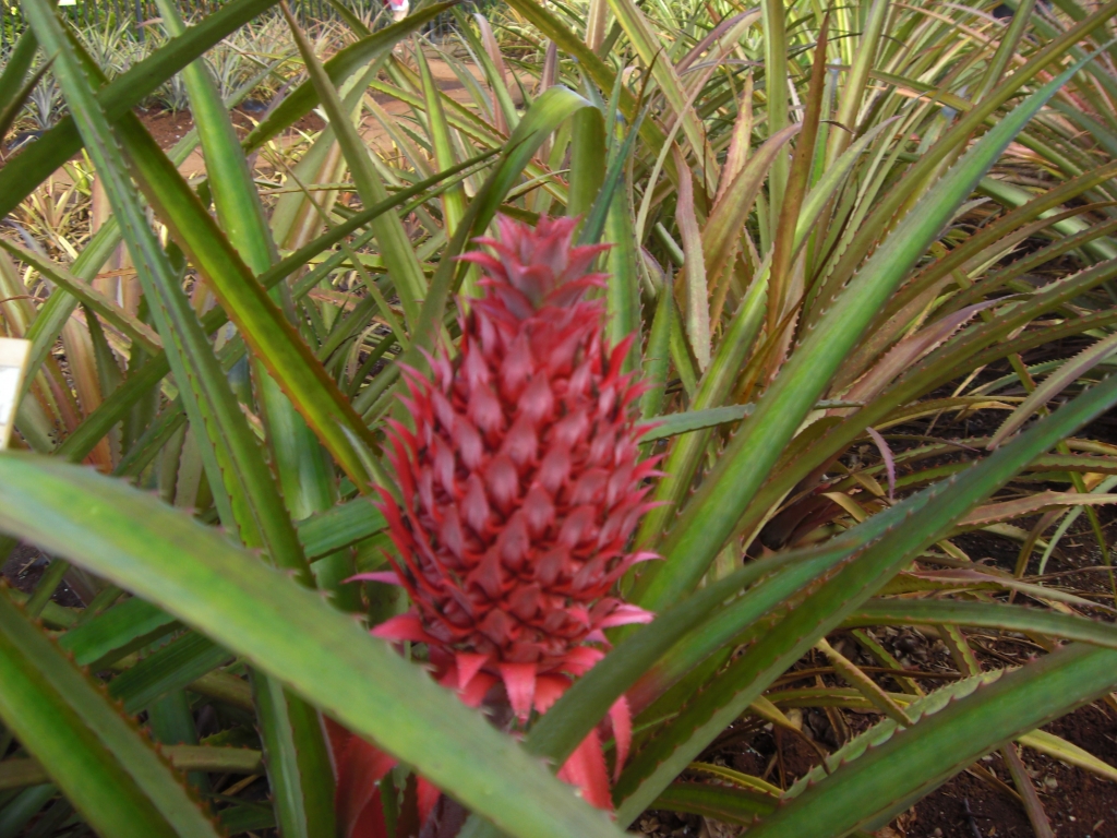 Ananas