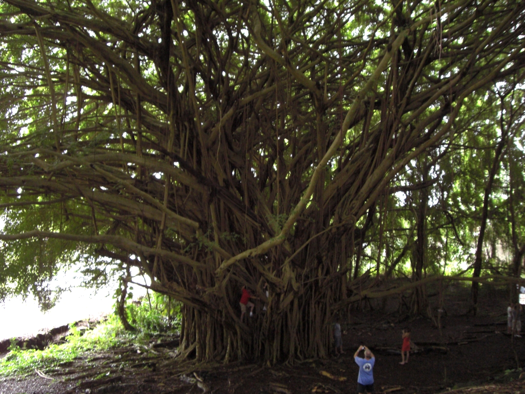 Banyan Tree 1