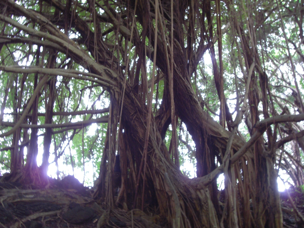 Banyan Tree 2