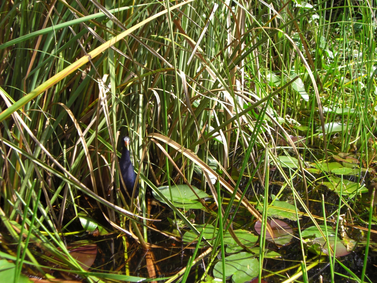 Blauer Vogel