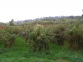 Blueberryfields