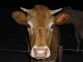 Cow in the dark