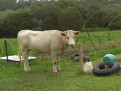 Cow - just to mention the obvious