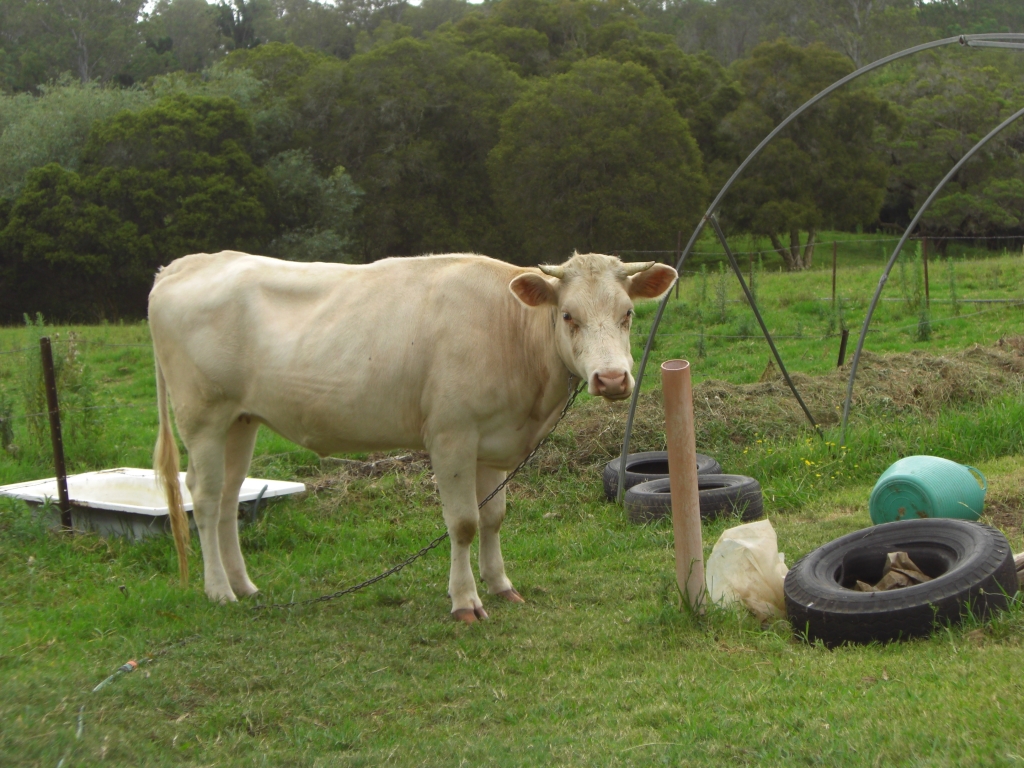Cow - just to mention the obvious
