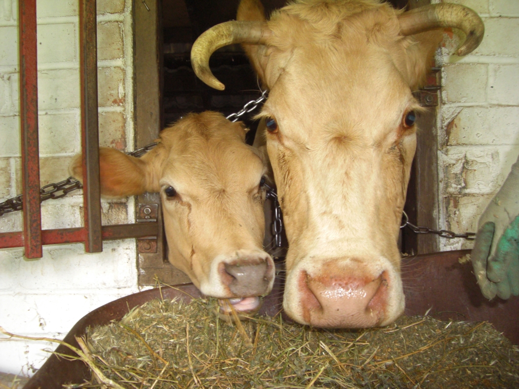 Cows are so cute when they are eating...