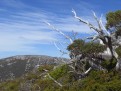 Tasmanien