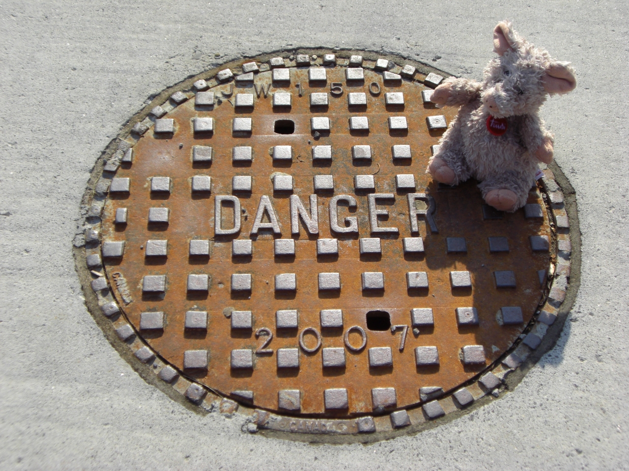 Danger Pig