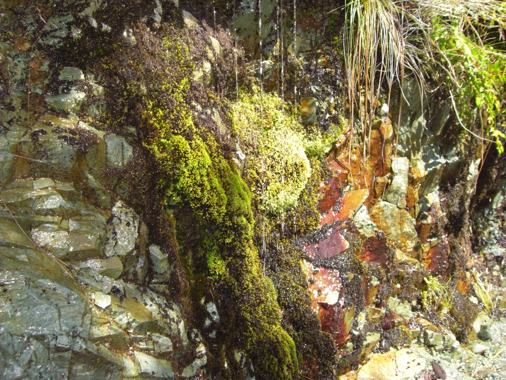 Erfrischendes Tropfwasser