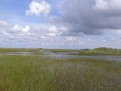 Everglades 1