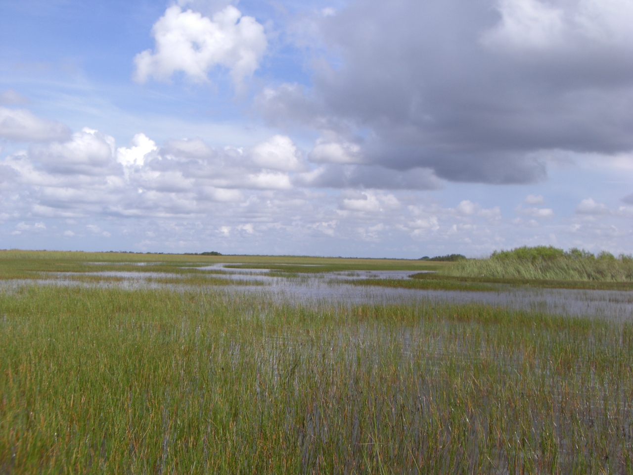 Everglades 1