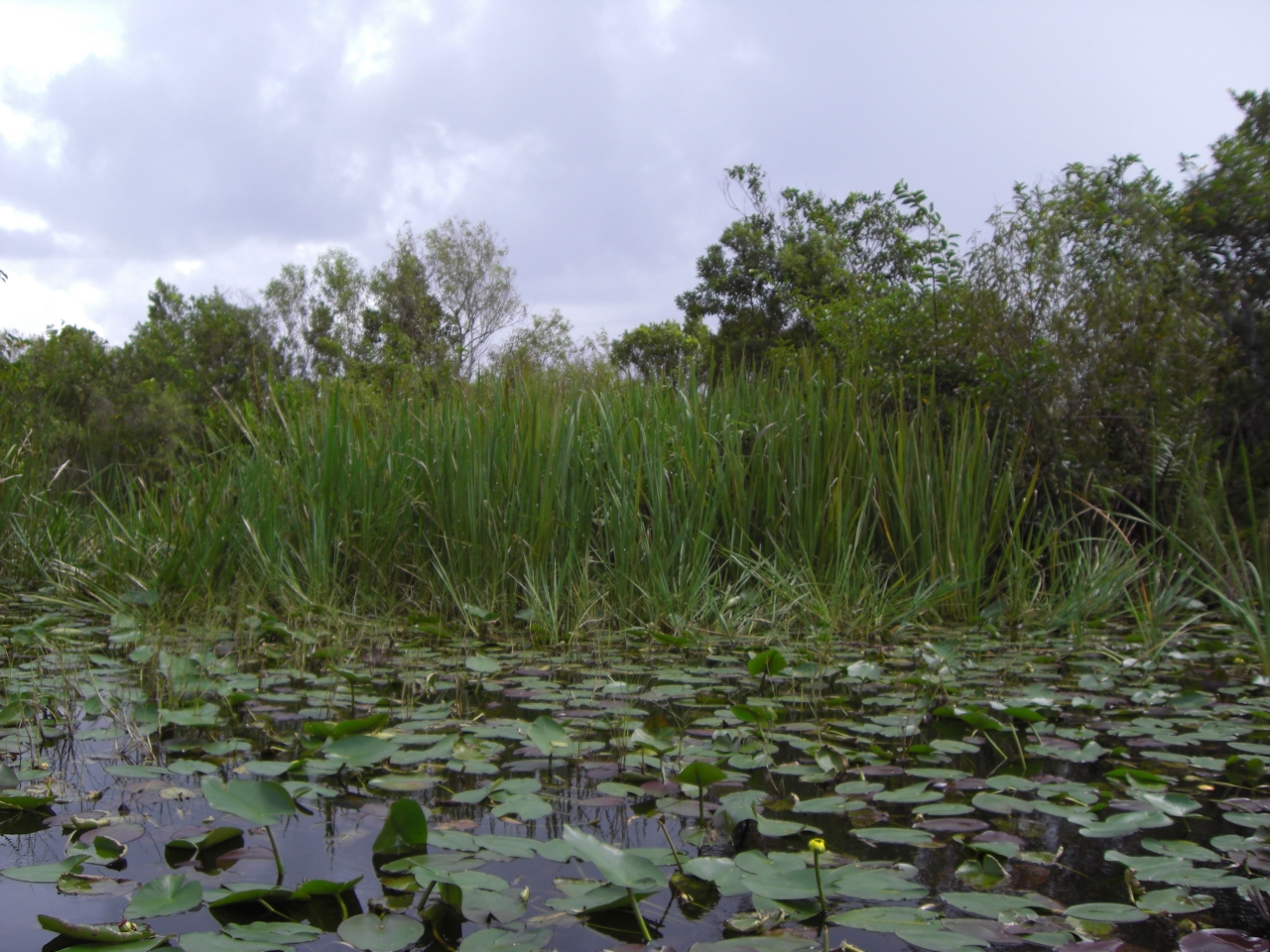 Everglades 5