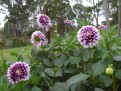 Flowers - not really surprising on a flower farm