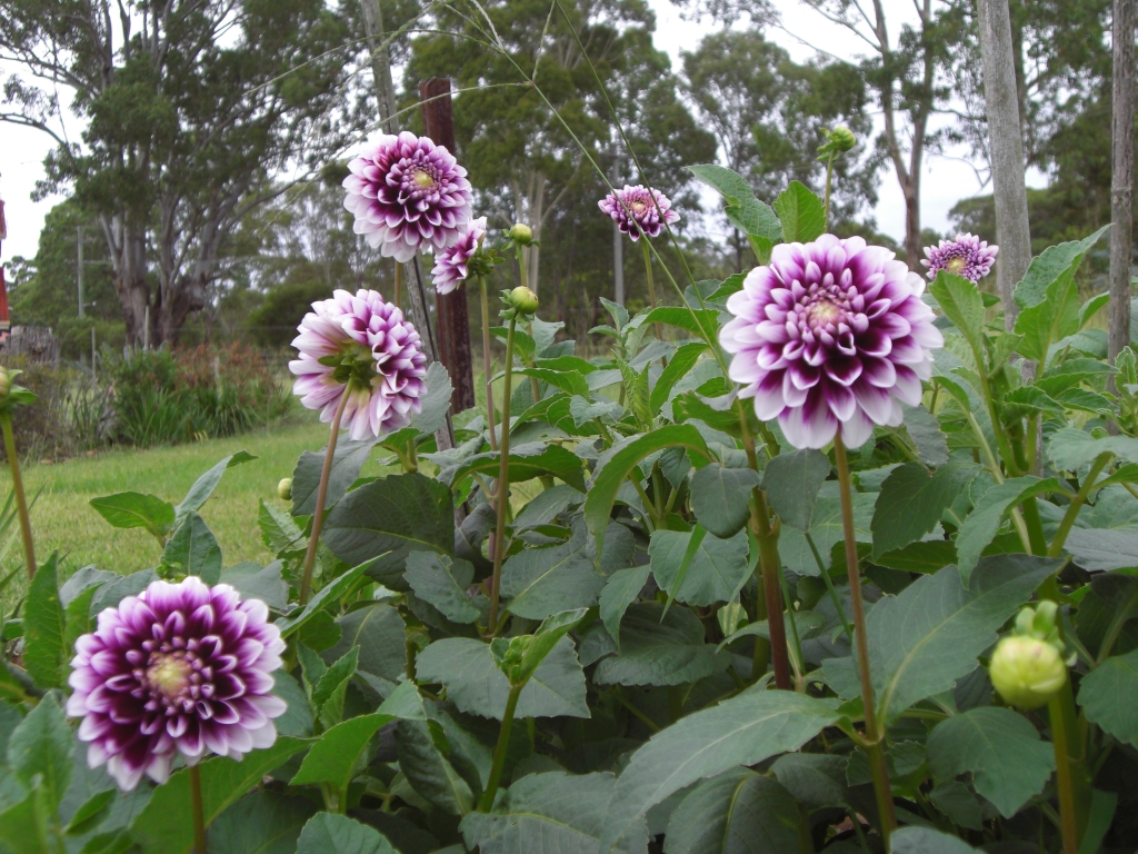 Flowers - not really surprising on a flower farm