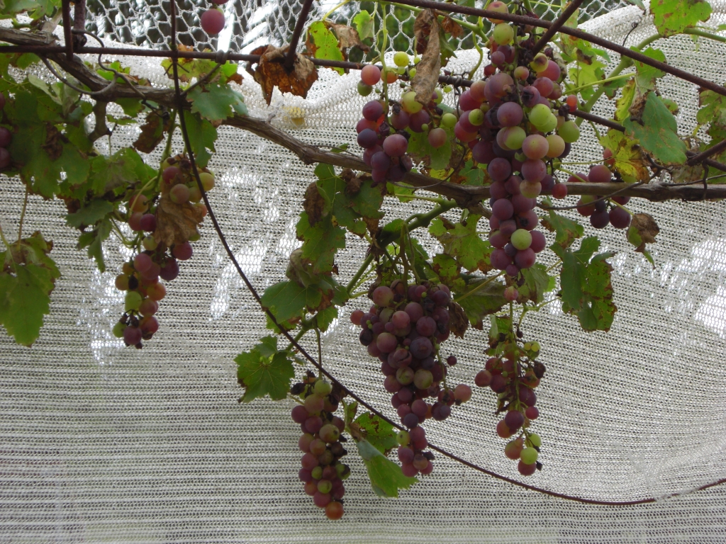 Grapes before the bird invasion