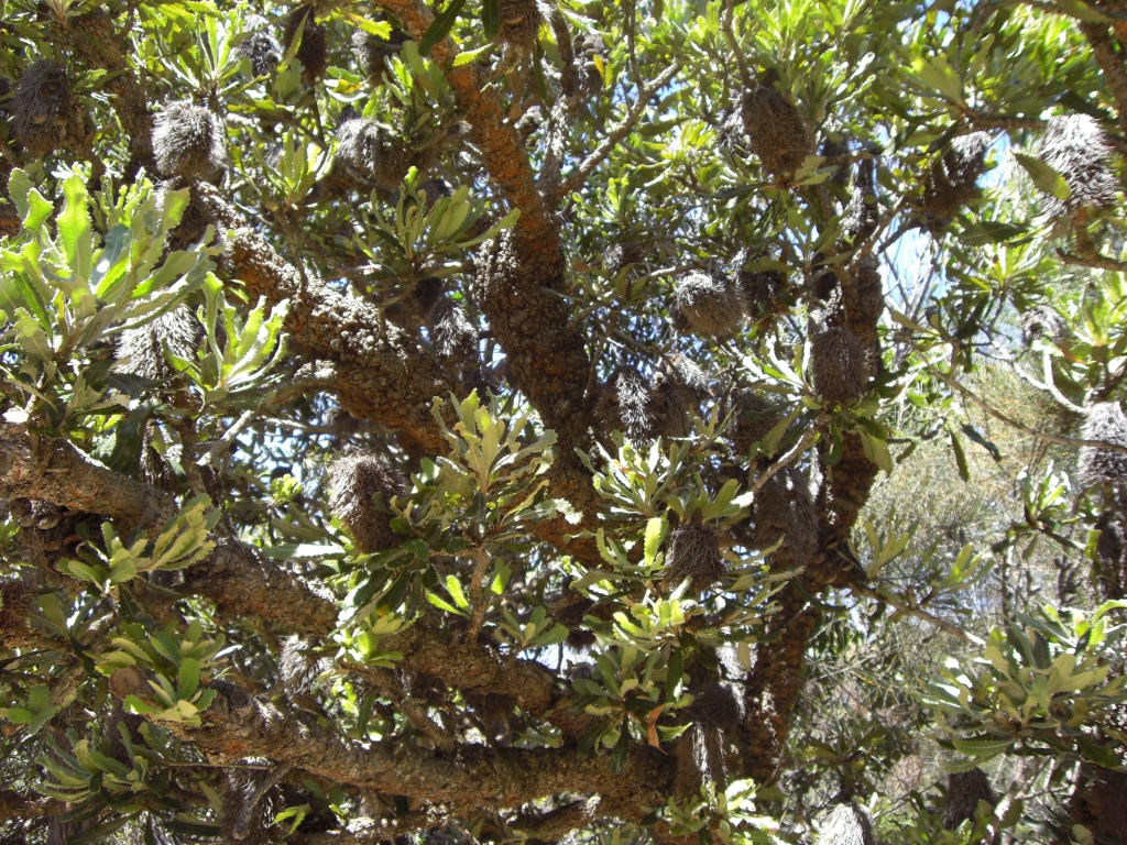 Hedgehogs grow on trees...