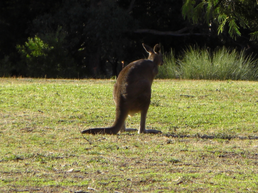 Kangaroo