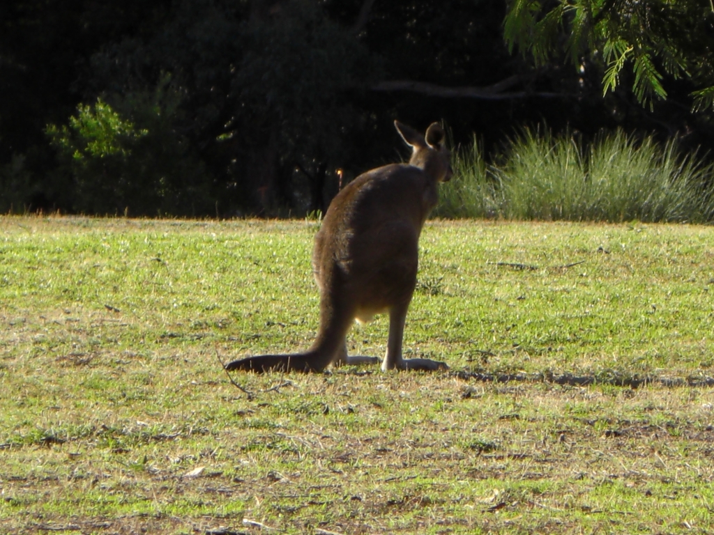 Kangaroo