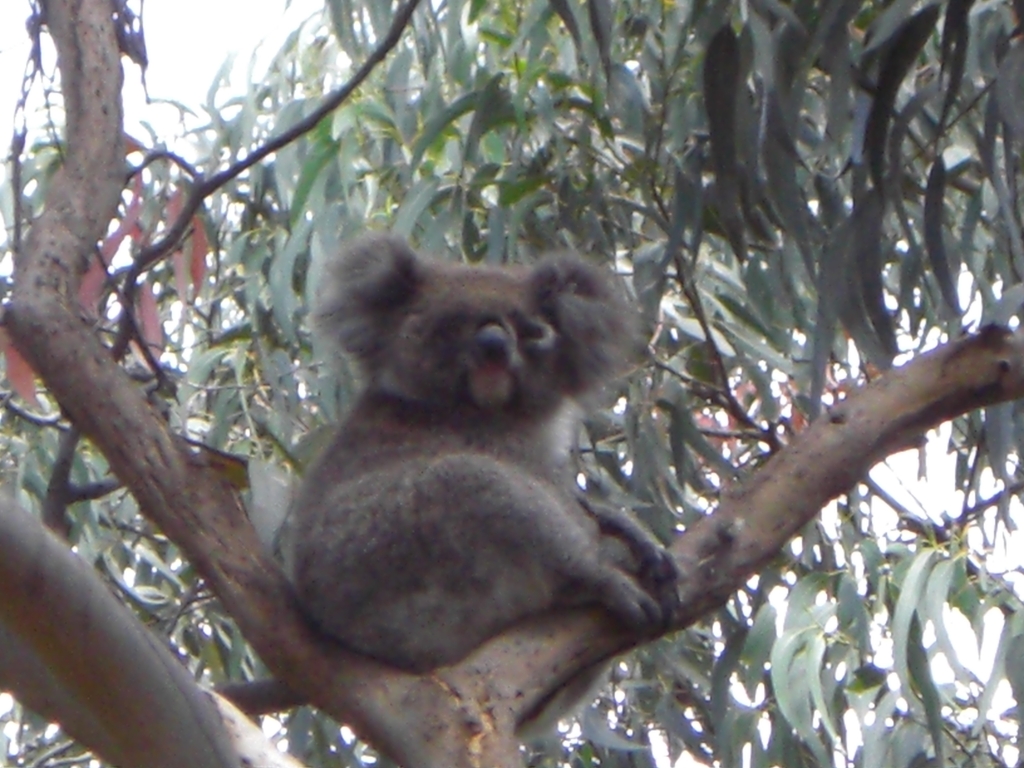 Koala posing for us