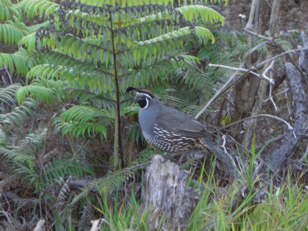 Lustiger Vogel