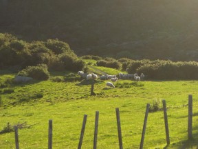 Nordinsel, NZ