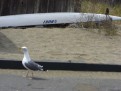 Möwe