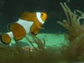 I found Nemo