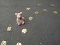 Schweinespuren