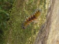 Slightly dangerous caterpillar