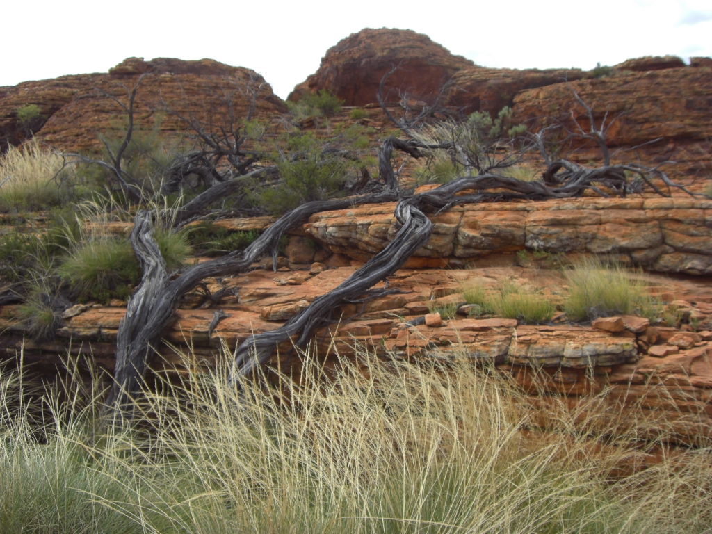 Snake tree