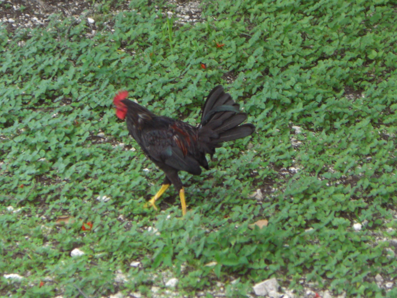 Southernmost Rooster