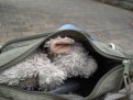 Hiding