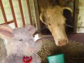 Trudi feeding the cows