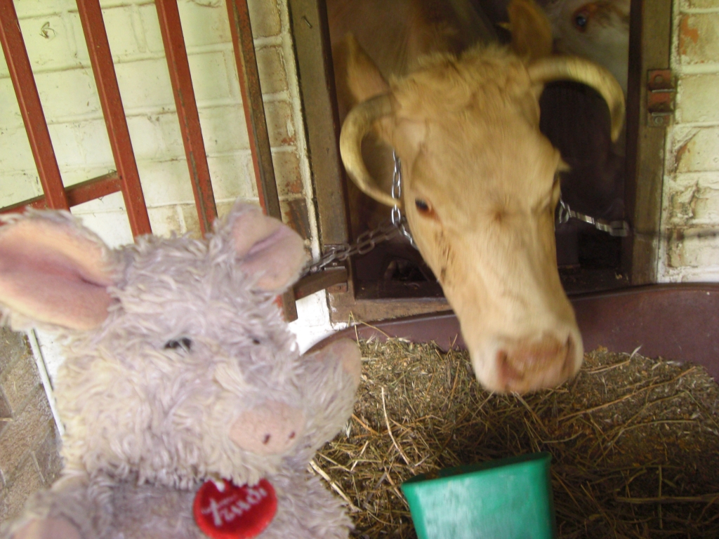 Trudi feeding the cows