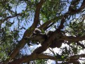 Very energetic koala trying to pull a branch