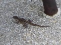 Wildlife Echse