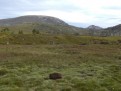 Wombat and National Park