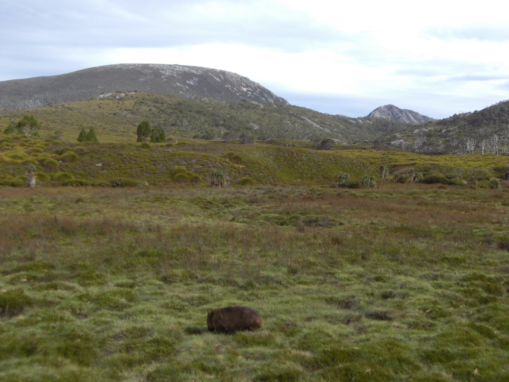 Wombat and National Park