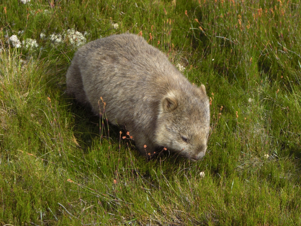 Wombat